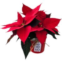Poinsettia 4 Inch - 1 Each